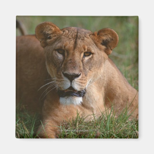 ライオン マグネット (正面)