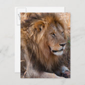 ライオン マサイマラ国立保護区, ケニア ポストカード (正面/裏面)