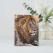 ライオン マサイマラ国立保護区, ケニア ポストカード (スタンド正面)