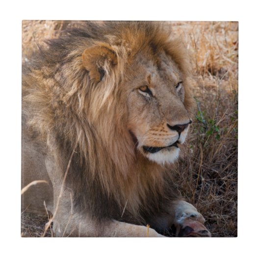 ライオン・マサイ・マラ国立保護区（ケニア） タイル (正面)