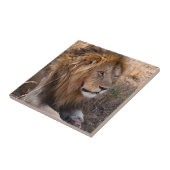 ライオン・マサイ・マラ国立保護区（ケニア） タイル (側面)