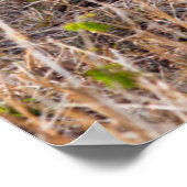 ライオン・マサイ・マラ国立保護区（ケニア） ポスター (角)