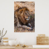 ライオン・マサイ・マラ国立保護区（ケニア） ポスター (キッチン)