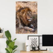 ライオン・マサイ・マラ国立保護区（ケニア） ポスター (ホームオフィス)