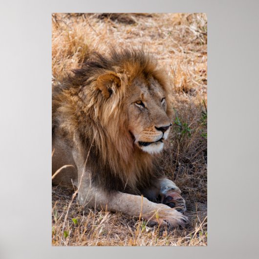 ライオン・マサイ・マラ国立保護区（ケニア） ポスター (正面)