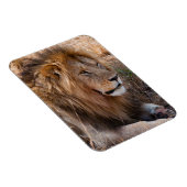 ライオン・マサイ・マラ国立保護区（ケニア） マグネット (右側)