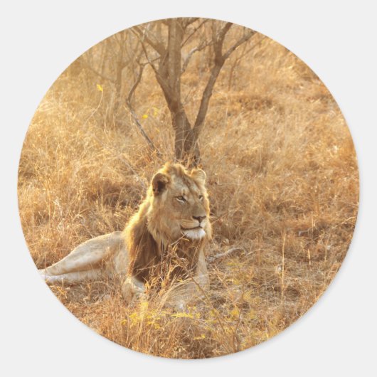 ライオン ラウンドシール (正面)
