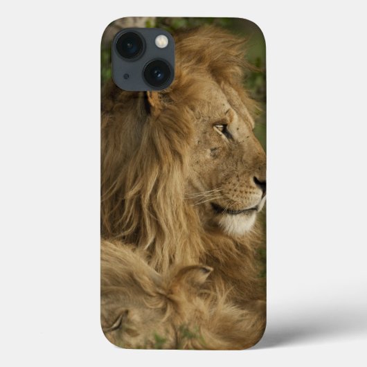 ライオン, Panthera leo, ローワー・マラ, マサイマラGR, Case-Mate iPhoneケース (裏面)