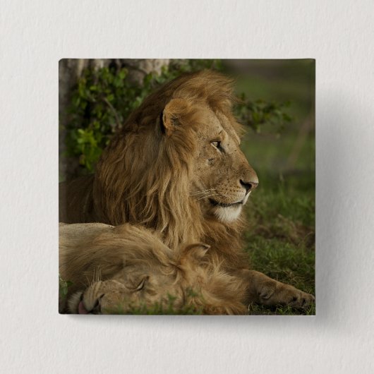 ライオン, Panthera leo, ローワー・マラ, マサイ・マラGR, 缶バッジ (正面)