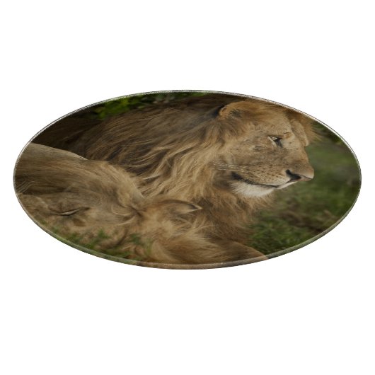 ライオン, Panthera leo, 下マラ, マサイマラGR, カッティングボード (角)