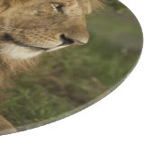 ライオン, Panthera leo, 下マラ, マサイマラGR, カッティングボード (角)