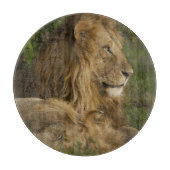 ライオン, Panthera leo, 下マラ, マサイマラGR, カッティングボード (正面)
