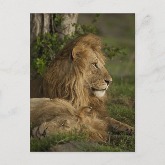 ライオン,Panthera leo,下マラ,マサイマラGR, ポストカード (正面)