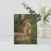 ライオン,Panthera leo,下マラ,マサイマラGR, ポストカード (スタンド正面)