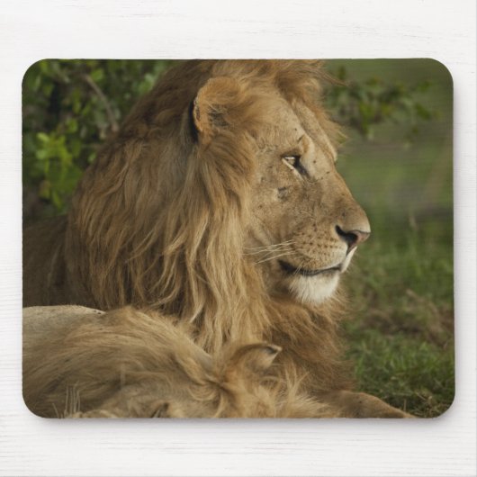 ライオン,Panthera leo,下マラ,マサイマラGR, マウスパッド (正面)