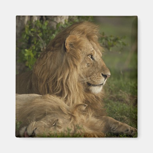 ライオン, Panthera leo, 下マラ, マサイマラGR, マグネット (正面)