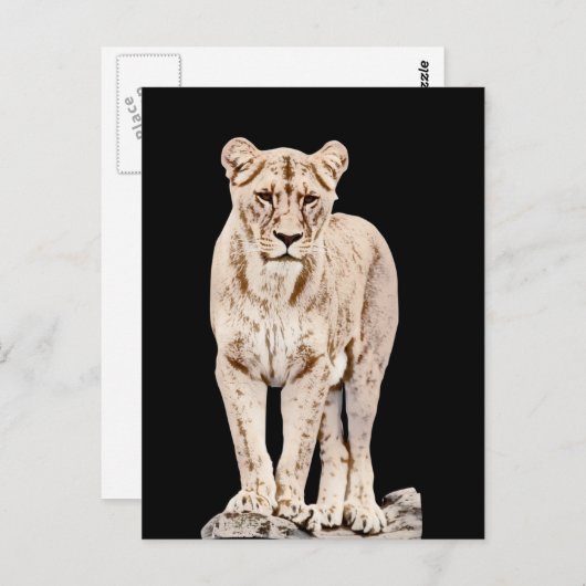 ライオ威厳のあるネス ポストカード (正面/裏面)