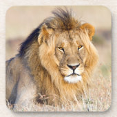 ライオ威厳のあるンフォト コースター (正面)