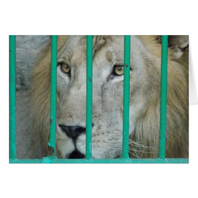 ライオ威厳のあるン (正面横)