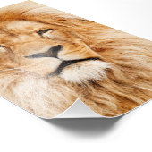 ライオ誇りを持ったンポートレート フォトプリント            (角)