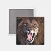 ライオ警告ン磁石 マグネット (正面/裏面)