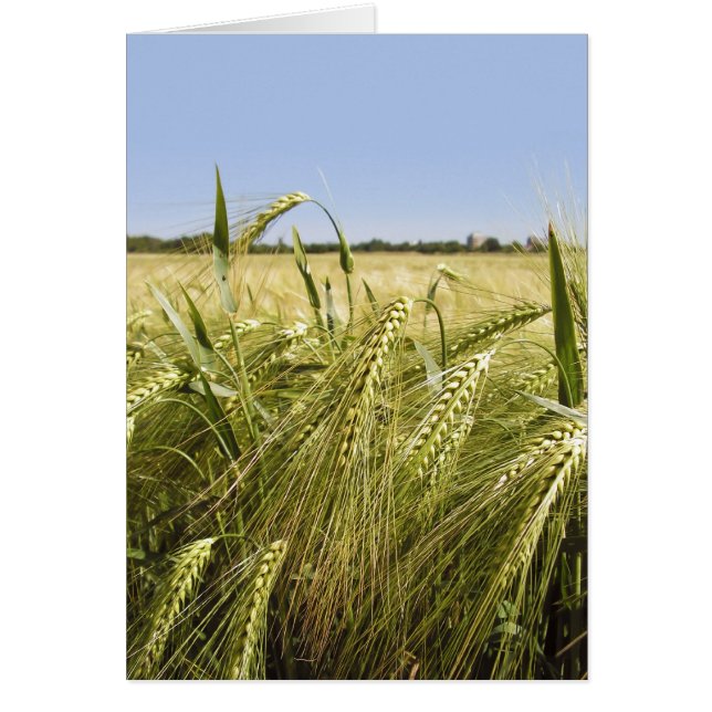 ライカード (正面)