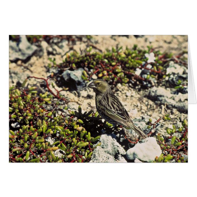 ライサンフィンチ (正面横)