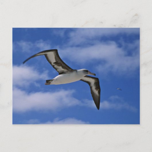 ライサン・ア飛んでいるルバトロス ポストカード (正面)