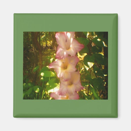 ライジングピンクの花開花 マグネット (正面)