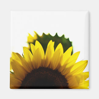 ライズとマグネット マグネット