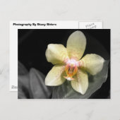 ライトイエローオーキッド ポストカード (正面/裏面)