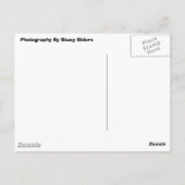 ライトイエローオーキッド ポストカード (裏面)