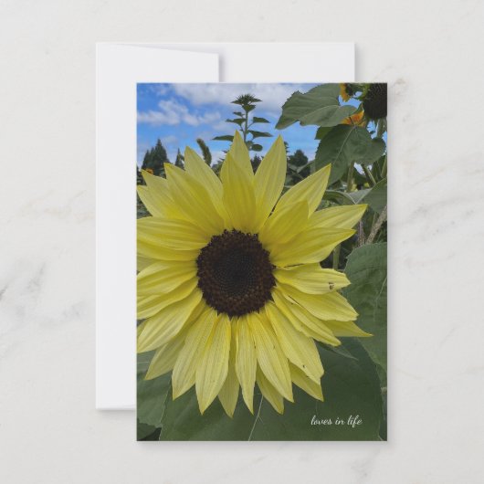 ライトイエローサンフラワー&ブルースカイ ノートカード (正面)