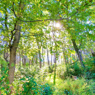 ライトインザフォレストスケッチブック ノートブック
