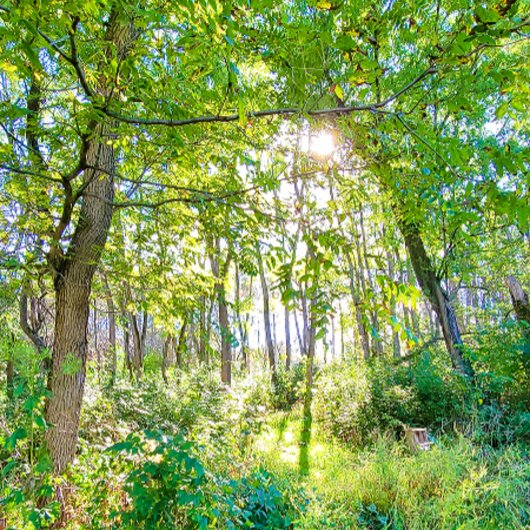 ライトインザフォレストスケッチブック ノートブック