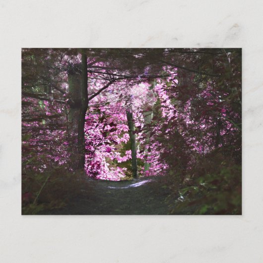 ライトオンパス自然はがき ポストカード (正面)