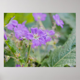 ライトパープルのゲラニウムの野生花の植物写真 ポスター