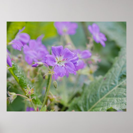 ライトパープルのゲラニウムの野生花の植物写真 ポスター (正面)
