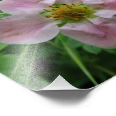 ライトピンクのイチゴの花フローラ写真 フォトプリント            (角)