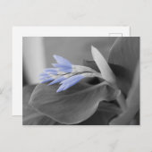 ライトブルーの花芽カラースプラッシュフォト ポストカード (正面/裏面)