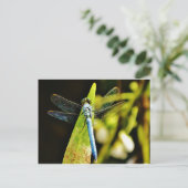 ライトブルートンボ ポストカード (スタンド正面)