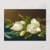 ライトブルーベルベットクロスにマグノリアスM J Heade ポストカード (正面)