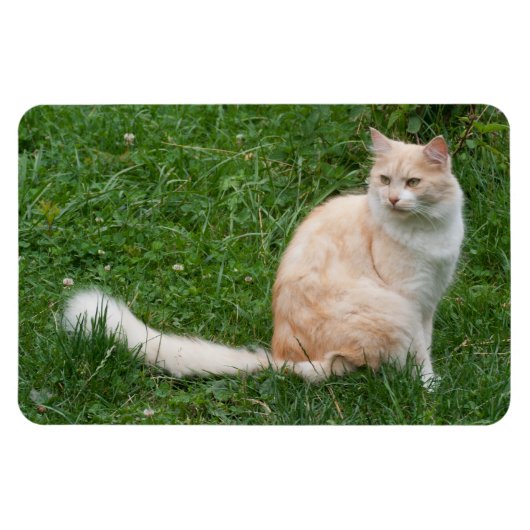 ライトレッドビューティ マグネット (横)