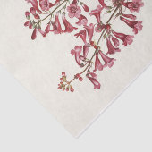 ライト・ペンステモンバイメリーヴォーウォルコット 薄葉紙 (詳細)