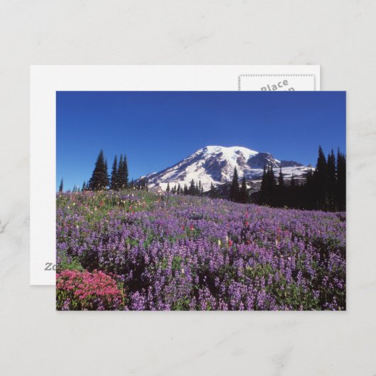 ライニアのふもとにある夏の山草の山です。 ポストカード (正面/裏面)