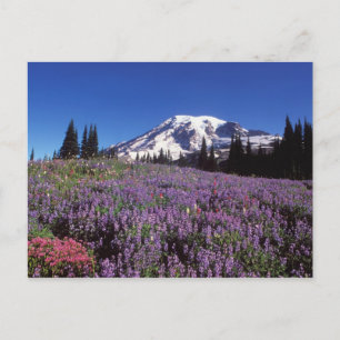 ライニアのふもとにある夏の山草の山です。 ポストカード