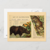 ライノセロスジャガー動物イラスト ポストカード (正面/裏面)