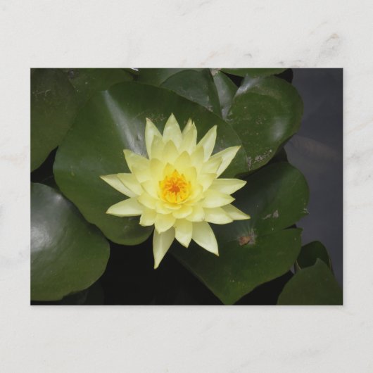 ライパド ポストカード (正面)