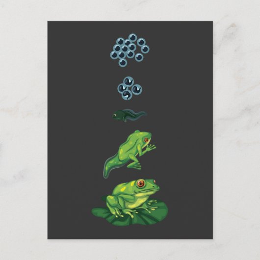 ライフサイクルカエル変態エッグタマコフロッグレット ポストカード (正面)