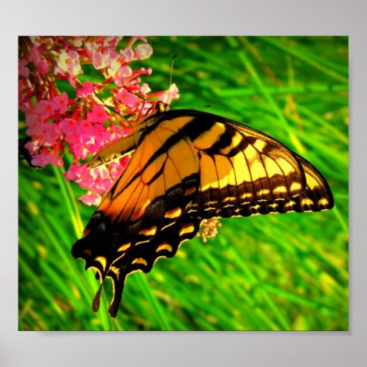 ライフサイクル ポスター (正面)